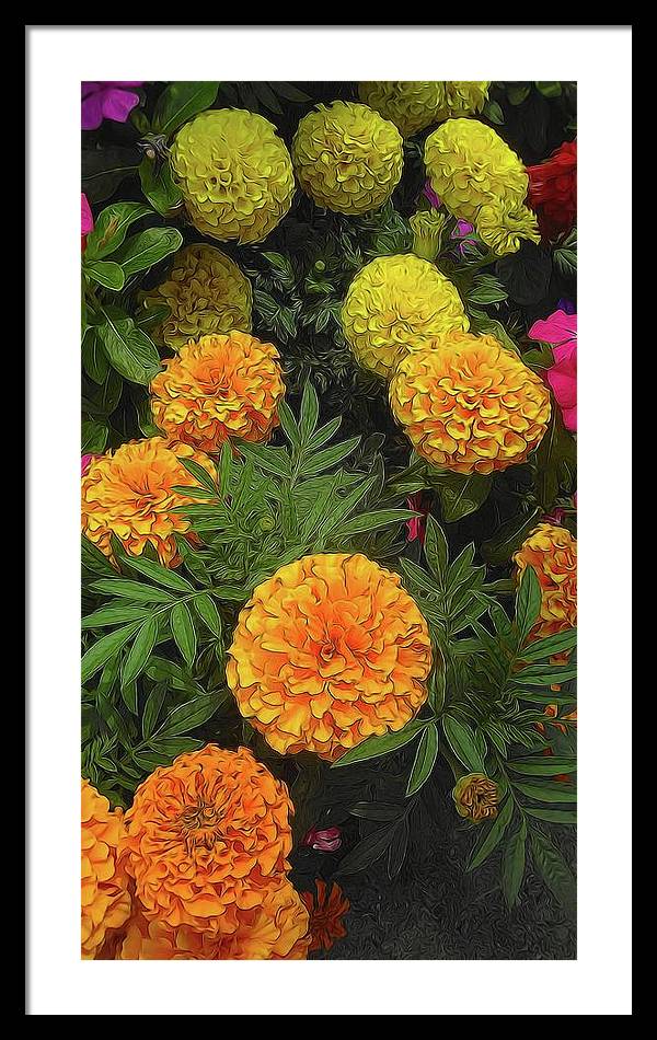 Marigold Garden - Framed Print