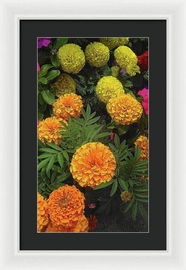 Marigold Garden - Framed Print