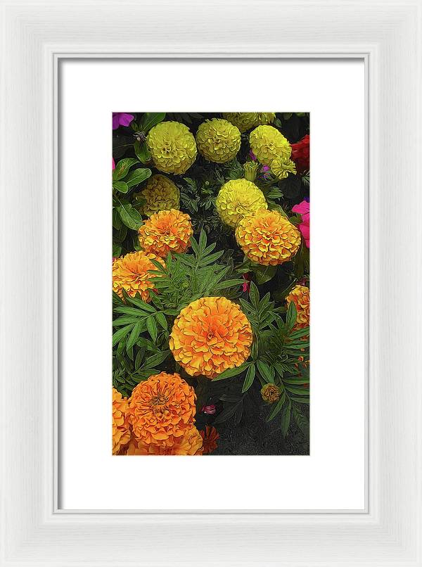Marigold Garden - Framed Print