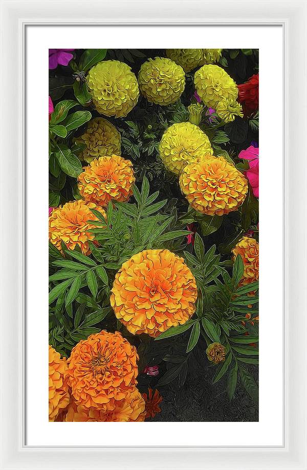 Marigold Garden - Framed Print