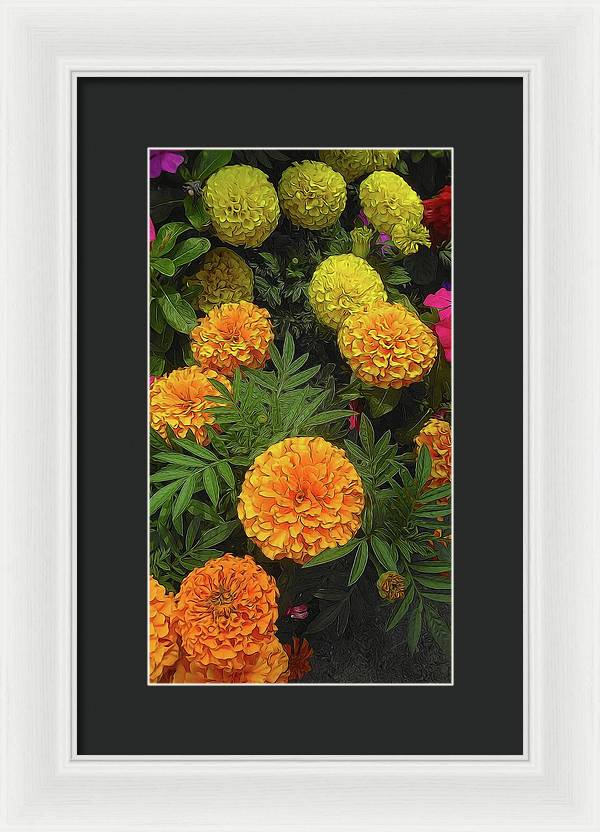 Marigold Garden - Framed Print