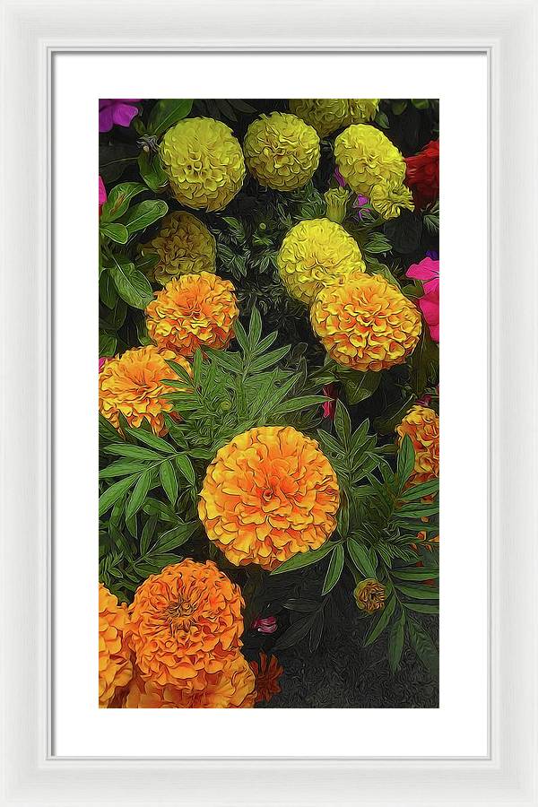 Marigold Garden - Framed Print
