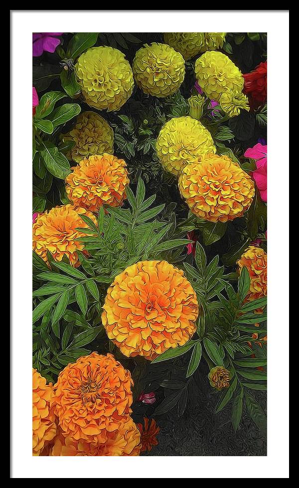Marigold Garden - Framed Print