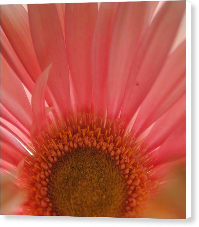 Pastel Pink and Yellow Daisy Center - Canvas Print