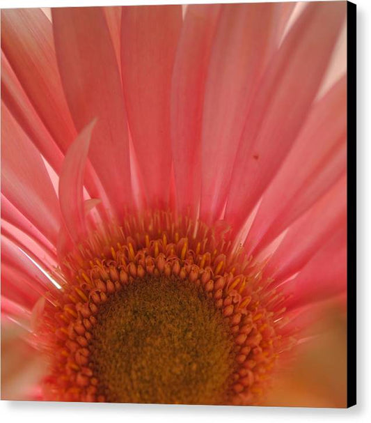 Pastel Pink and Yellow Daisy Center - Canvas Print