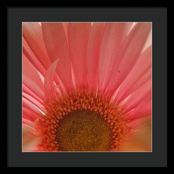 Pastel Pink and Yellow Daisy Center - Framed Print