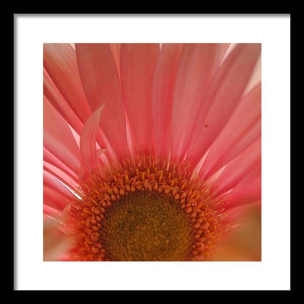 Pastel Pink and Yellow Daisy Center - Framed Print