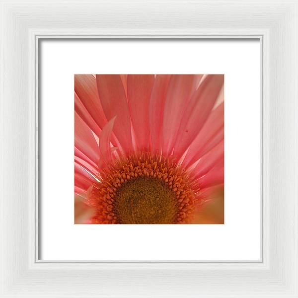 Pastel Pink and Yellow Daisy Center - Framed Print