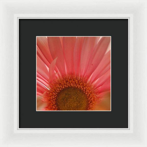 Pastel Pink and Yellow Daisy Center - Framed Print