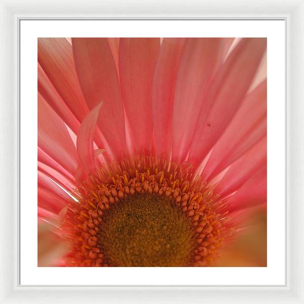 Pastel Pink and Yellow Daisy Center - Framed Print