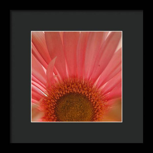Pastel Pink and Yellow Daisy Center - Framed Print