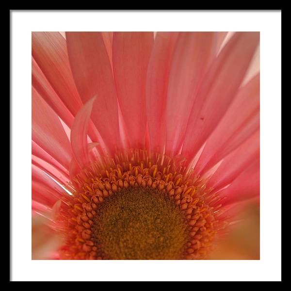 Pastel Pink and Yellow Daisy Center - Framed Print