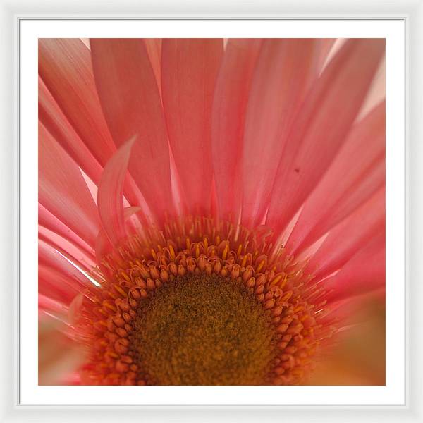 Pastel Pink and Yellow Daisy Center - Framed Print