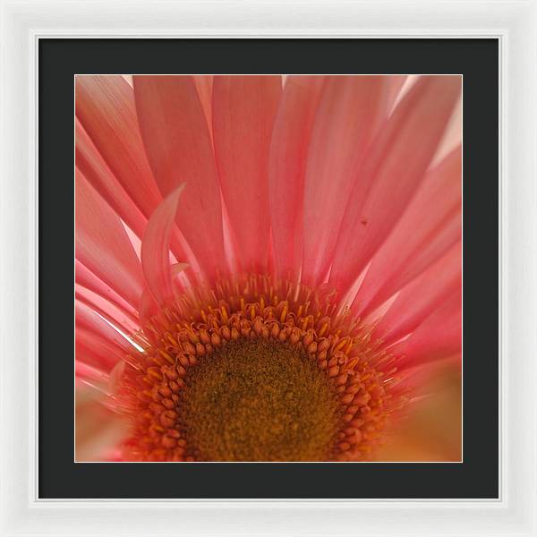 Pastel Pink and Yellow Daisy Center - Framed Print