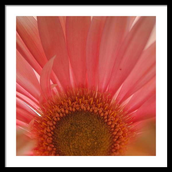 Pastel Pink and Yellow Daisy Center - Framed Print