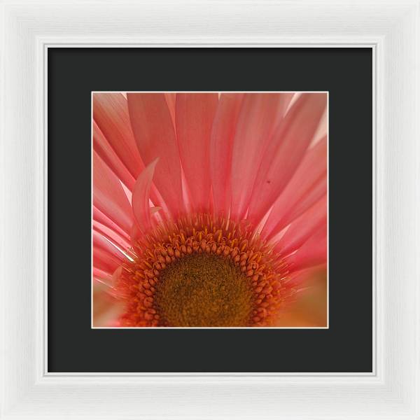 Pastel Pink and Yellow Daisy Center - Framed Print