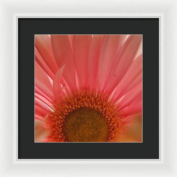 Pastel Pink and Yellow Daisy Center - Framed Print