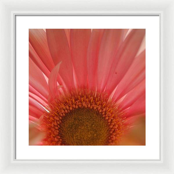 Pastel Pink and Yellow Daisy Center - Framed Print