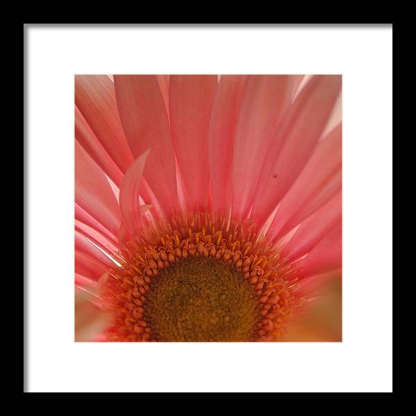 Pastel Pink and Yellow Daisy Center - Framed Print