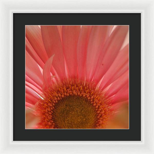Pastel Pink and Yellow Daisy Center - Framed Print