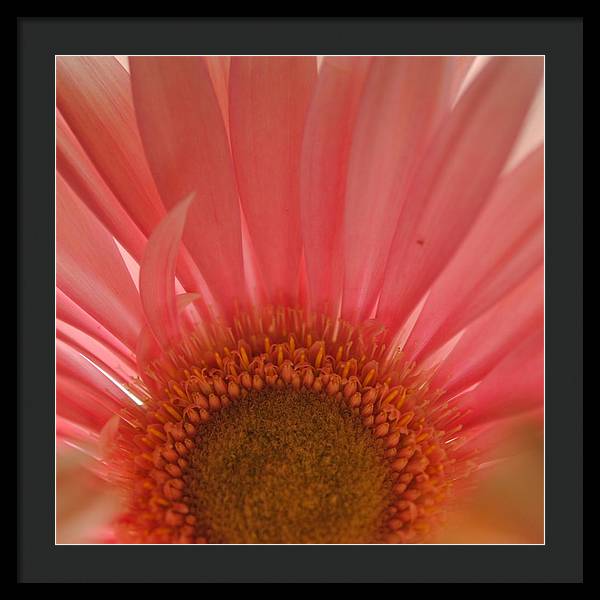 Pastel Pink and Yellow Daisy Center - Framed Print