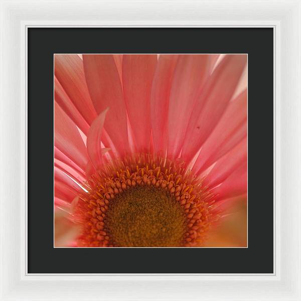 Pastel Pink and Yellow Daisy Center - Framed Print