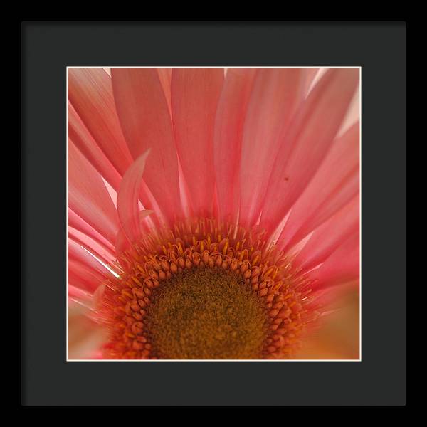 Pastel Pink and Yellow Daisy Center - Framed Print