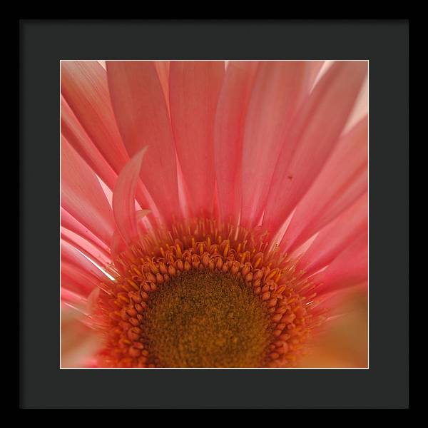 Pastel Pink and Yellow Daisy Center - Framed Print