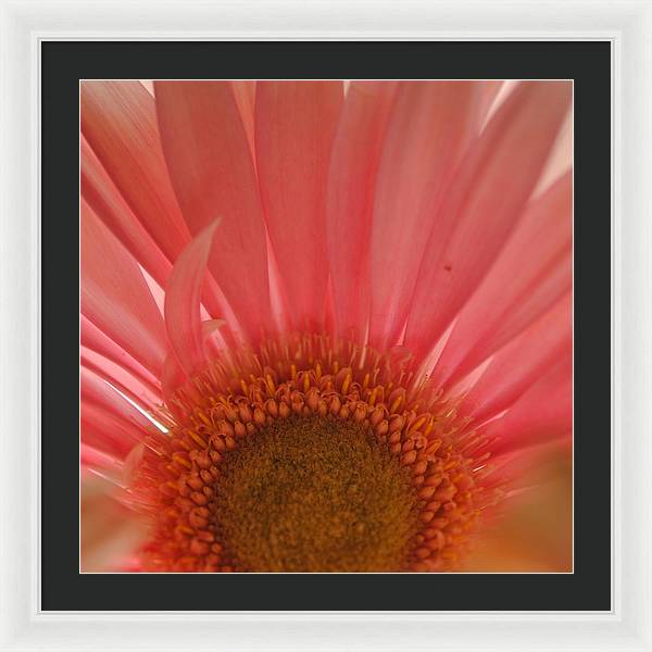 Pastel Pink and Yellow Daisy Center - Framed Print