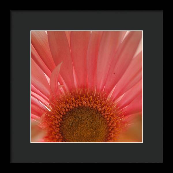 Pastel Pink and Yellow Daisy Center - Framed Print