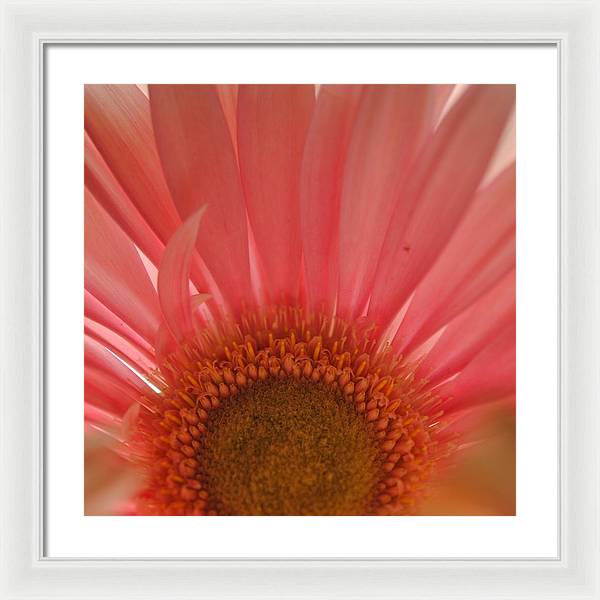 Pastel Pink and Yellow Daisy Center - Framed Print