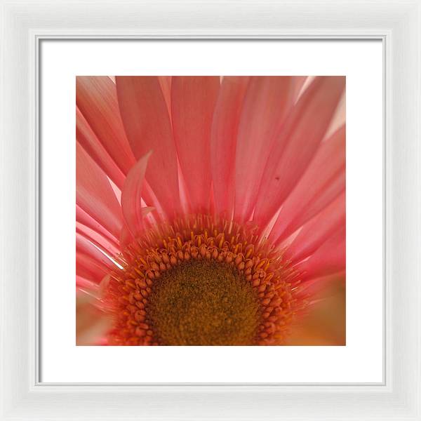 Pastel Pink and Yellow Daisy Center - Framed Print