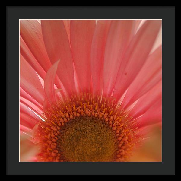 Pastel Pink and Yellow Daisy Center - Framed Print