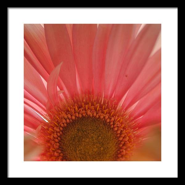 Pastel Pink and Yellow Daisy Center - Framed Print