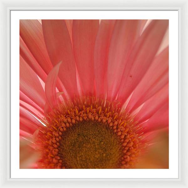Pastel Pink and Yellow Daisy Center - Framed Print
