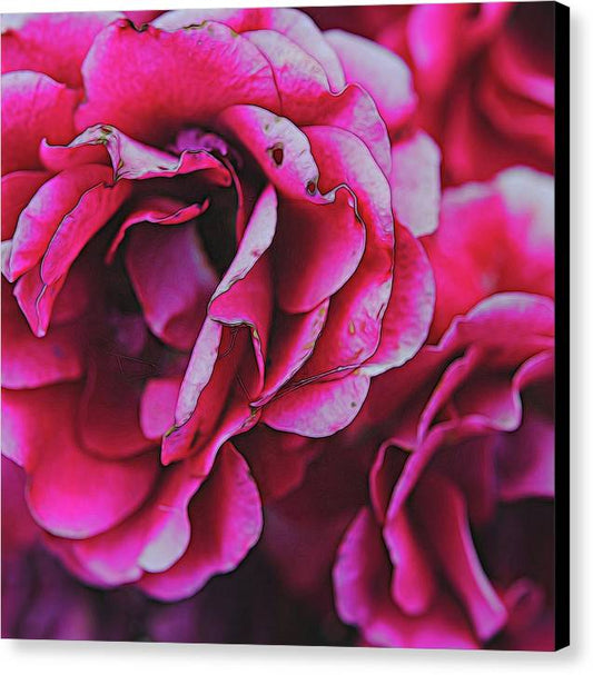 Pink and White Flowers - Canvas Print