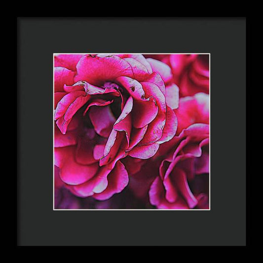 Pink and White Flowers - Framed Print