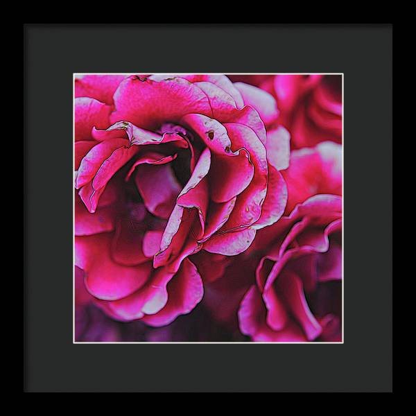 Pink and White Flowers - Framed Print