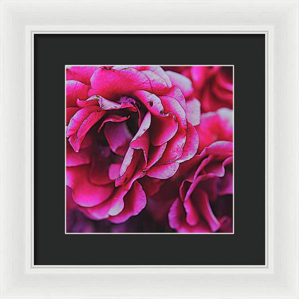 Pink and White Flowers - Framed Print