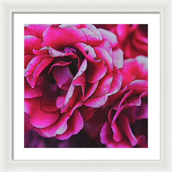 Pink and White Flowers - Framed Print