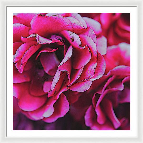 Pink and White Flowers - Framed Print
