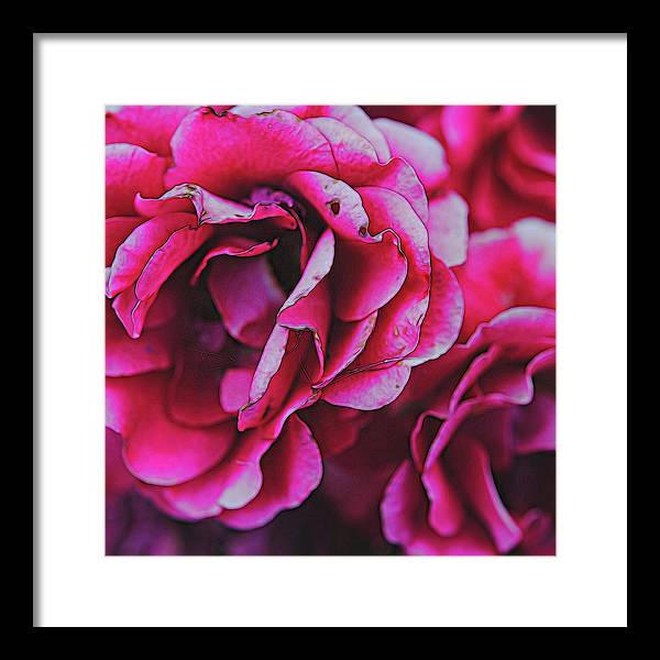 Pink and White Flowers - Framed Print