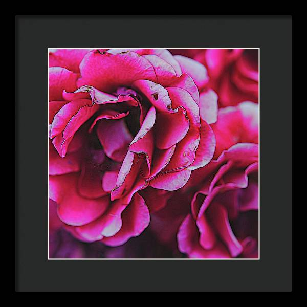 Pink and White Flowers - Framed Print