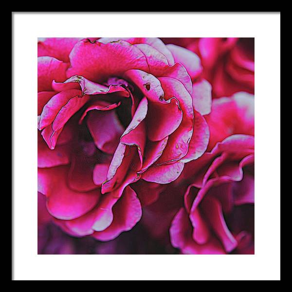 Pink and White Flowers - Framed Print