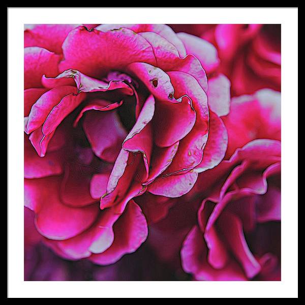 Pink and White Flowers - Framed Print