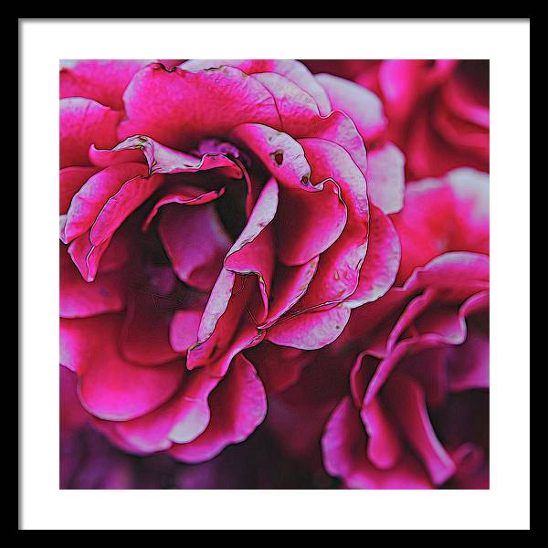 Pink and White Flowers - Framed Print