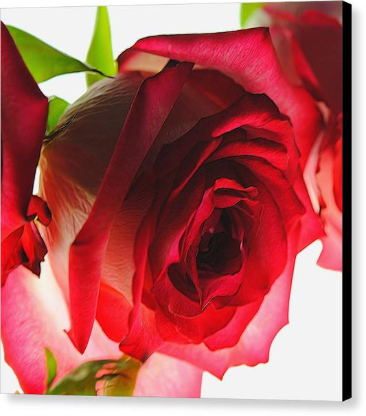 Pink Lined White Rose - Canvas Print