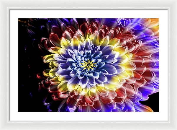 Rainbow Chrysanthemum - Framed Print