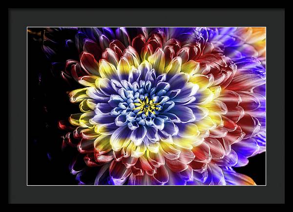Rainbow Chrysanthemum - Framed Print