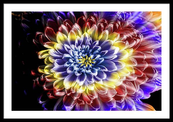 Rainbow Chrysanthemum - Framed Print